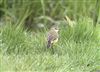 Photo of Yellow Wagtail at Amersham Flood Meadows, Buckinghamshire. Taken by Paul Watts on 3rd May 2026.