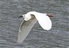 Little Egret at Linford Reserve, Linford GPs, Buckinghamshire. Photographed by Michael Haberfield on 31st May 2026.