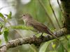Photo of Garden Warbler at Linford Reserve, Linford GPs, Buckinghamshire. Taken by Michael Haberfield on 3rd May 2026.