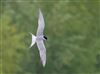 Photo of Common Tern at Linford Reserve, Linford GPs, Buckinghamshire. Taken by Michael Haberfield on 4th May 2026.