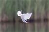 Photo of Common Tern at Linford Reserve, Linford GPs, Buckinghamshire. Taken by Michael Haberfield on 4th May 2026.