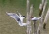 Photo of Common Tern at Linford Reserve, Linford GPs, Buckinghamshire. Taken by Michael Haberfield on 4th May 2026.