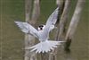 Photo of Common Tern at Linford Reserve, Linford GPs, Buckinghamshire. Taken by Michael Haberfield on 4th May 2026.