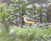 Photo of Yellow Wagtail at Amersham Flood Meadows, Buckinghamshire. Taken by Paul Watts on 5th May 2026.