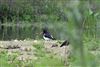 Photo of Oystercatcher at Floodplain Forest Nature Reserve (formerly Manor Farm), Buckinghamshire. Taken by Ian Norman on 5th May 2026.