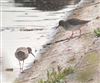 Redshank at Foxcote Res, Buckinghamshire. Photographed by Paul Gibbs on 7th May 2026.