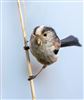 Photo of Long-tailed Tit at Foxcote Res, Buckinghamshire. Taken by Paul Gibbs on 7th May 2026.