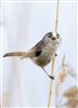 Photo of Long-tailed Tit at Foxcote Res, Buckinghamshire. Taken by Paul Gibbs on 7th May 2026.