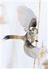 Photo of Long-tailed Tit at Foxcote Res, Buckinghamshire. Taken by Paul Gibbs on 7th May 2026.
