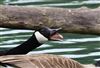 Canada Goose at Great Missenden Abbey, Buckinghamshire. Photographed by Don Stone on 3rd May 2026.