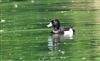 Photo of Tufted Duck at Great Missenden Abbey, Buckinghamshire. Taken by Don Stone on 3rd May 2026.
