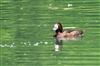 Photo of Tufted Duck at Great Missenden Abbey, Buckinghamshire. Taken by Don Stone on 3rd May 2026.