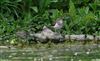 Photo of Common Sandpiper at Great Missenden Abbey, Buckinghamshire. Taken by Don Stone on 3rd May 2026.