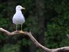 Photo of Lesser Black-backed Gull at Great Missenden Abbey, Buckinghamshire. Taken by Don Stone on 3rd May 2026.