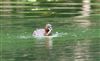 Photo of Little Grebe at Great Missenden Abbey, Buckinghamshire. Taken by Don Stone on 3rd May 2026.