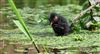 Moorhen at Chesham Moor, Buckinghamshire. Photographed by Don Stone on 26th April 2026.