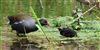 Moorhen at Chesham Moor, Buckinghamshire. Photographed by Don Stone on 26th April 2026.