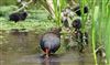 Moorhen at Chesham Moor, Buckinghamshire. Photographed by Don Stone on 26th April 2026.