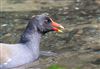 Moorhen at Chesham Moor, Buckinghamshire. Photographed by Don Stone on 26th April 2026.