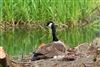Canada Goose at Chesham Moor, Buckinghamshire. Photographed by Don Stone on 26th April 2026.