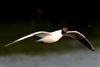 Photo of Black-headed Gull at Spade Oak Riverside Meadows, Buckinghamshire. Taken by Helaine Cadman on 8th May 2026.