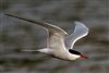Photo of Common Tern at Spade Oak Riverside Meadows, Buckinghamshire. Taken by Helaine Cadman on 8th May 2026.