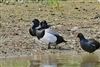 Photo of Lesser Scaup at College Lake, Buckinghamshire. Taken by David Brown on 9th May 2026.
