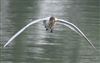 Photo of Black-headed Gull at Foxcote Res, Buckinghamshire. Taken by Paul Gibbs on 7th May 2026.