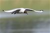 Photo of Black-headed Gull at Foxcote Res, Buckinghamshire. Taken by Paul Gibbs on 7th May 2026.