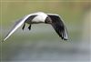 Photo of Black-headed Gull at Foxcote Res, Buckinghamshire. Taken by Paul Gibbs on 7th May 2026.