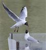 Photo of Black-headed Gull at Foxcote Res, Buckinghamshire. Taken by Paul Gibbs on 7th May 2026.