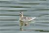 Grey Phalarope at Weston Turville Reservoir, Buckinghamshire. Photographed by David Ferguson on 4th September 2008.