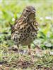 Photo of Song Thrush at Furzton Lake, Milton Keynes, Buckinghamshire. Taken by Harry Appleyard on 11th June 2026.