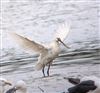 Photo of Spoonbill at Little Marlow GP, Buckinghamshire. Taken by Tony James on 1st June 2026.