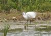 Little Egret at Linford Reserve, Linford GPs, Buckinghamshire. Photographed by Michael Haberfield on 1st June 2026.