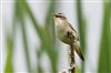Photo of Sedge Warbler at Linford Reserve, Linford GPs, Buckinghamshire. Taken by Michael Haberfield on 1st June 2026.
