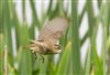Photo of Sedge Warbler at Linford Reserve, Linford GPs, Buckinghamshire. Taken by Michael Haberfield on 1st June 2026.