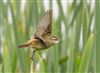 Photo of Sedge Warbler at Linford Reserve, Linford GPs, Buckinghamshire. Taken by Michael Haberfield on 1st June 2026.