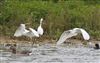 Little Egret at Linford Reserve, Linford GPs, Buckinghamshire. Photographed by Michael Haberfield on 1st June 2026.