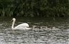 Mute Swan at Linford Reserve, Linford GPs, Buckinghamshire. Photographed by Michael Haberfield on 1st June 2026.