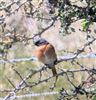 Photo of Redstart at Dorney Common, Dorney, Buckinghamshire. Taken by Tony James on 13th June 2026.