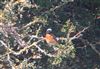 Photo of Redstart at Dorney Common, Dorney, Buckinghamshire. Taken by Tony James on 13th June 2026.