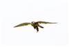 Photo of Kestrel at Floodplain Forest Nature Reserve (formerly Manor Farm), Buckinghamshire. Taken by Michael Haberfield on 14th June 2026.