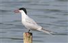Photo of Common Tern at Linford Reserve, Linford GPs, Buckinghamshire. Taken by Michael Haberfield on 23rd June 2026.