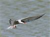 Photo of Common Tern at Linford Reserve, Linford GPs, Buckinghamshire. Taken by Michael Haberfield on 23rd June 2026.