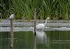 Photo of Great White Egret at Linford Reserve, Linford GPs, Buckinghamshire. Taken by Michael Haberfield on 30th June 2026.