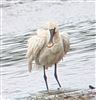 Photo of Spoonbill at Little Marlow GP, Buckinghamshire. Taken by Tony James on 1st June 2026.