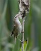 Photo of Sedge Warbler at Linford Reserve, Linford GPs, Buckinghamshire. Taken by Michael Haberfield on 5th June 2026.