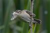 Photo of Sedge Warbler at Linford Reserve, Linford GPs, Buckinghamshire. Taken by Michael Haberfield on 5th June 2026.