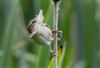 Photo of Sedge Warbler at Linford Reserve, Linford GPs, Buckinghamshire. Taken by Michael Haberfield on 5th June 2026.